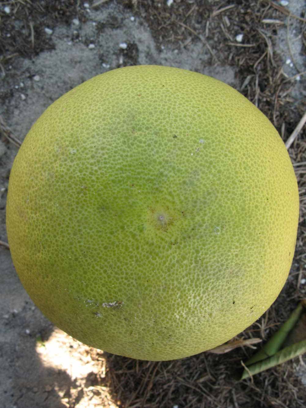            Fruit (Winter Haven, FL)   